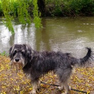 Four Paws Dog Raffles on our Dog Walk Today. Just a little wet!