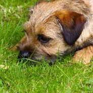 Christchurch & New Forest Canine Society. Our Summer Dog Show 2016 will be on  Sunday 22nd May.