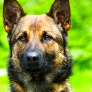 Police Dog Rubus Dies While Chasing Suspected Thieves …