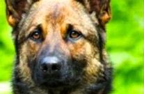 Police Dog Rubus Dies While Chasing Suspected Thieves …