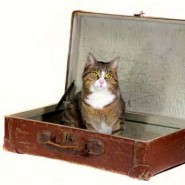 Traveling With Cats …