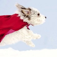 Is your Dog a Super Senior?