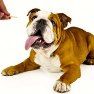 8 Steps To Healthy Dog Treats