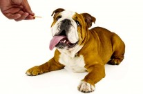 8 Steps To Healthy Dog Treats