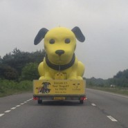 Followed this very large Dog on the A31! Great advertising for Dogs Trust!