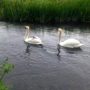 Dog Walk along the River Allen, Wimborne and saw the Signets hitching a ride …