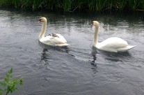 Dog Walk along the River Allen, Wimborne and saw the Signets hitching a ride …