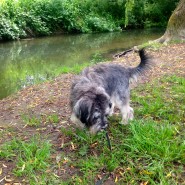 Four Paws Dog Raffles having fun yesterday, on our Dog Walk by the River Allen!