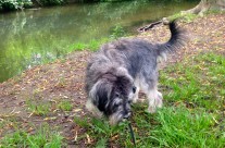 Four Paws Dog Raffles having fun yesterday, on our Dog Walk by the River Allen!