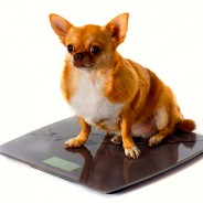 Obesity in dogs. What is obesity? …