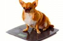 Obesity in dogs. What is obesity? …