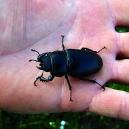 It’s stag beetle season. Here’s what to do if you see one! Female Stag Beetle (without Antlers) …