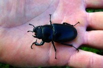 It’s stag beetle season. Here’s what to do if you see one! Female Stag Beetle (without Antlers) …