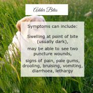 Dog Tip for Today. Adder Bites. Symptoms can include …