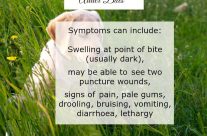 Dog Tip for Today. Adder Bites. Symptoms can include …