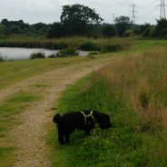 Four Paws Dog Archie on our last Dog Walk. Archie has moved out of my Area …