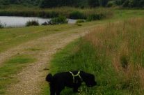 Four Paws Dog Archie on our last Dog Walk. Archie has moved out of my Area …