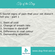 Dog Tip for Today! 5 secret signs that your Vet doesn’t tell you …