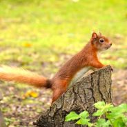 Not just about dogs!  Dorset Wildlife Trust, it’s Red Squirrel Week!