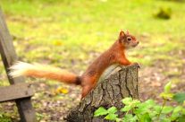 Not just about dogs!  Dorset Wildlife Trust, it’s Red Squirrel Week!