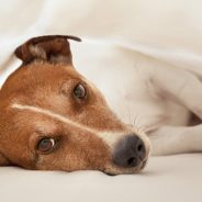 Can dogs catch colds? Kennel Cough and the risks! What’s making my dog cough?