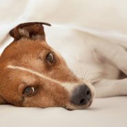 Can dogs catch colds? Kennel Cough and the risks! What’s making my dog cough?