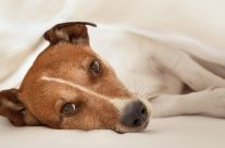 Can dogs catch colds? Kennel Cough and the risks! What’s making my dog cough?