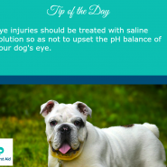 Dog Tip for Today! Eye injuries should be treated with saline solution …