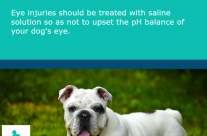 Dog Tip for Today! Eye injuries should be treated with saline solution …