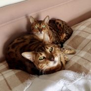 Not just about Dogs! Four Paws Dorset’s Cats Zebbie and Flo Flo …