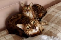 Not just about Dogs! Four Paws Dorset’s Cats Zebbie and Flo Flo …