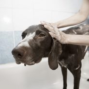 Health Advise … How to control your dog’s skin problems!