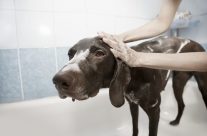 Health Advise … How to control your dog’s skin problems!