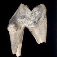 Dog’s tooth leads to discovery of earliest known journey in UK history!