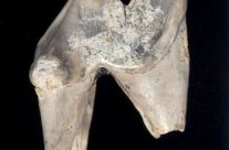 Dog’s tooth leads to discovery of earliest known journey in UK history!