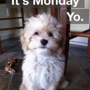 Happy Monday Dog Picture. It’s Monday Yo!