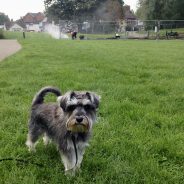 Four Paws Dog Raffles having fun at Waitrose Green in Wimborne!