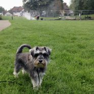 Four Paws Dog Raffles having fun at Waitrose Green in Wimborne!