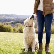 Five things to do with your dog this weekend!