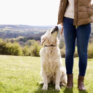 Five things to do with your dog this weekend!