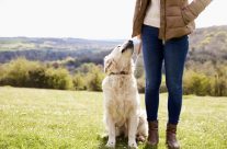 Five things to do with your dog this weekend!