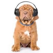 The right Music for Dogs,Cats and Us! Music’s healing effects …