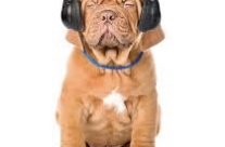 The right Music for Dogs,Cats and Us! Music’s healing effects …