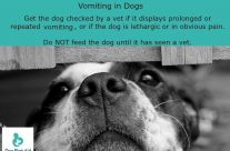 Tip for Today. Vomiting in Dogs …