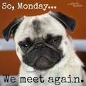 It’s Monday! Have a great week all Four Paws Doggies and their Families!