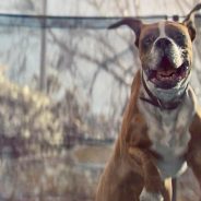 In the Guardian .John Lewis Christmas advert: Buster the boxer is a sledgehammer to 2016 …