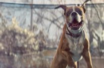 In the Guardian .John Lewis Christmas advert: Buster the boxer is a sledgehammer to 2016 …