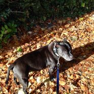 Four Paws Dog Diesel on our Dog Walk yesterday, in Wimborne having fun in the Autumn leaves!