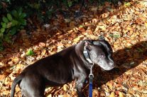 Four Paws Dog Diesel on our Dog Walk yesterday, in Wimborne having fun in the Autumn leaves!