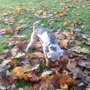 Four Paws Dorset’s Max having a wonderful time on his Dog Walk yesterday …